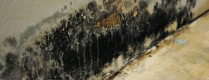 black mold on wallpaper