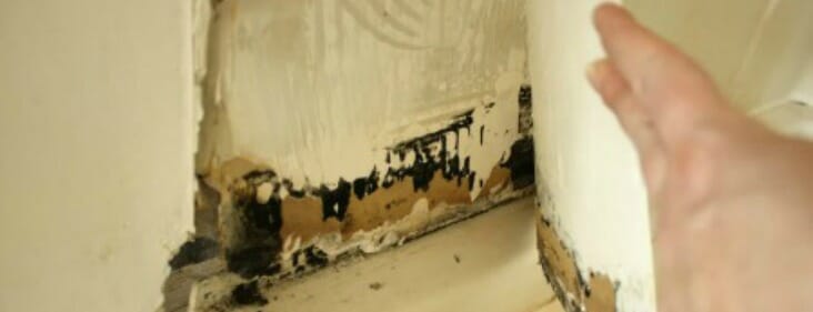 black mold behind wallpaper