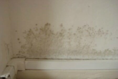 Mold vs. Mildew: What Are the Key Differences?