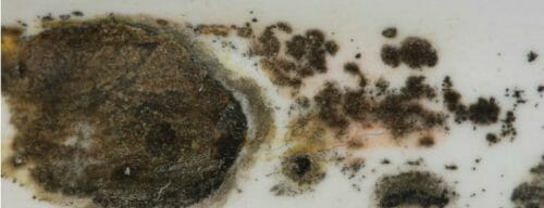 How to Get Rid of Black Mold in Your Bathroom | ServiceMaster by Zaba