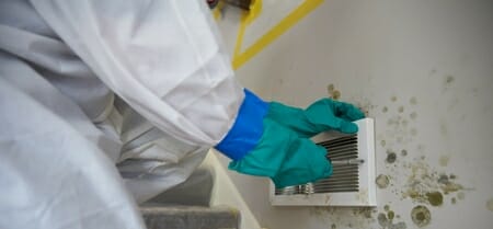 mold remediation professional