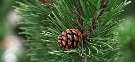 tree pine needles