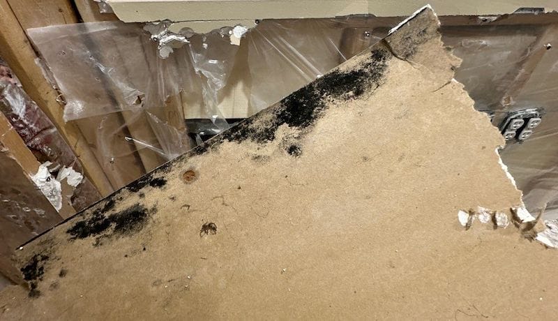 mold in subfloor