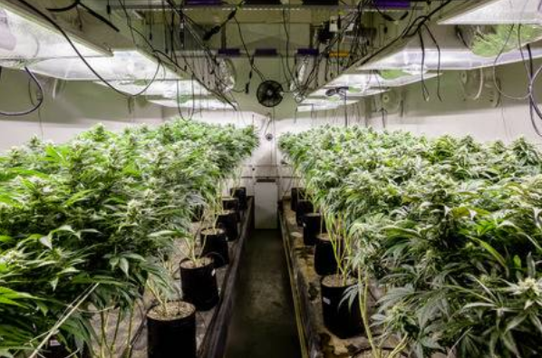 clean grow room in chicago, il