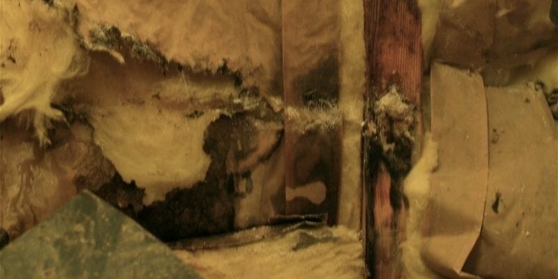 attic mold