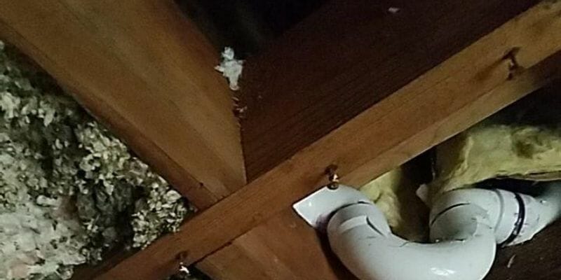 mold in the attic in chicago house