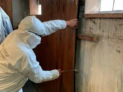 mold removal avondale