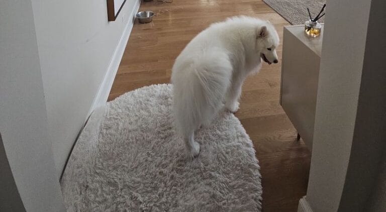 how to clean a shag rug