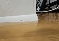 basement flood Skokie