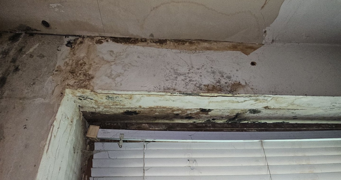 Mold Remediation Service